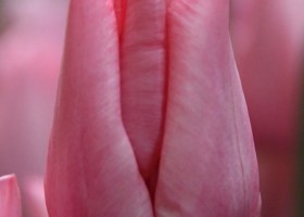 Tulipa Lasergame ® (3)